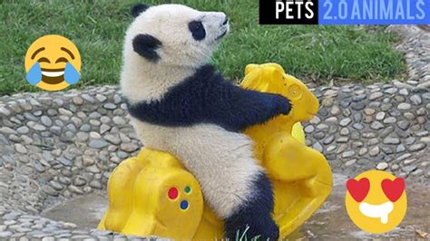 Funny Panda Videos Compilation Funny Panda Cute Panda Videos Pets
