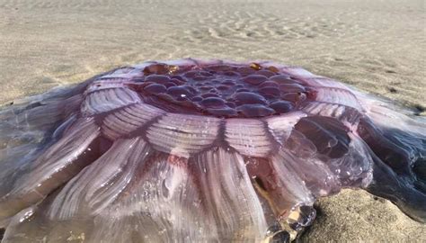 Massive Lions Mane Jellyfish Washes Up On North Auckland Beach Newshub