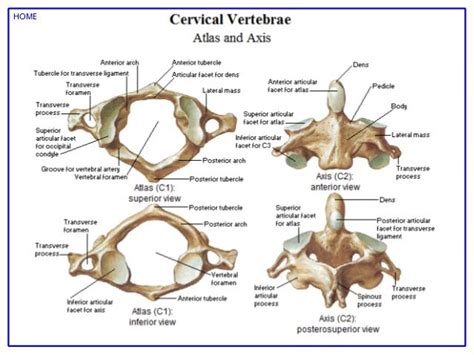 Wiechmann, associate professor of cell biology, and director of the medical histology course at ouhsc. Image result for atlas anatomy | Anatomia, Vértebra ...