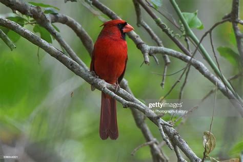 Male Northern Cardinal High Res Stock Photo Getty Images