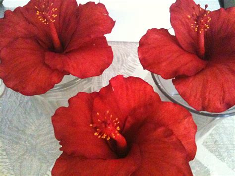 Organic dried hibiscus flower (excellent for tea). Sugar paste Hibiscus flowers | Gum paste / sugar paste red ...