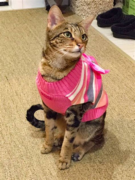Bellevue Tabby Cat Seeks Her Day In Court In Pierce County Tacoma