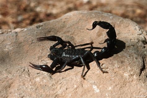 Black Scorpion For Sale In Pakistan At Kfoods