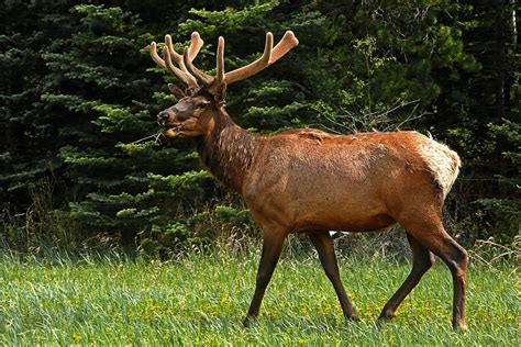 Photo Gratuite Wapiti Cerfs La Faune Bois Image Gratuite Sur