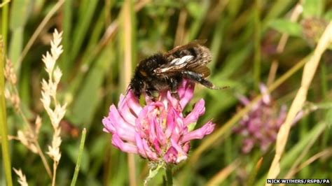 Short Haired Bumblebee Numbers Increase At Dungeness Bbc News
