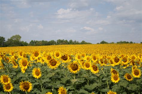 The Best Moments The Sunflower Farm