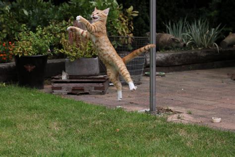 Psbattle Cat Jumping High Rphotoshopbattles
