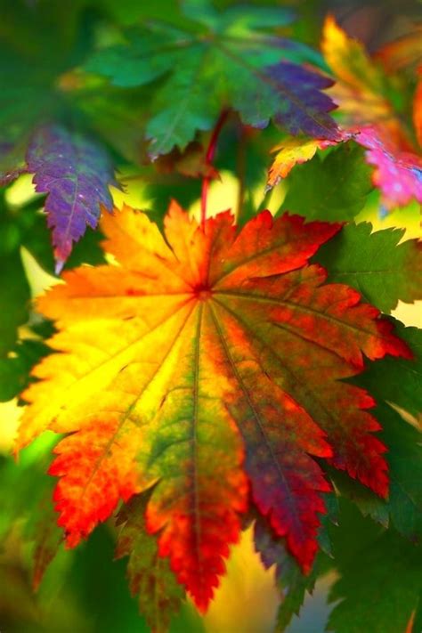 ⭐autumn Leaf⭐ Beautiful Amazing Beautiful Pictures Amazing