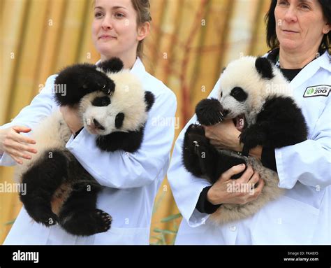 Toronto Canada 7th Mar 2016 Giant Panda Twin Cubs Jia Panpan R