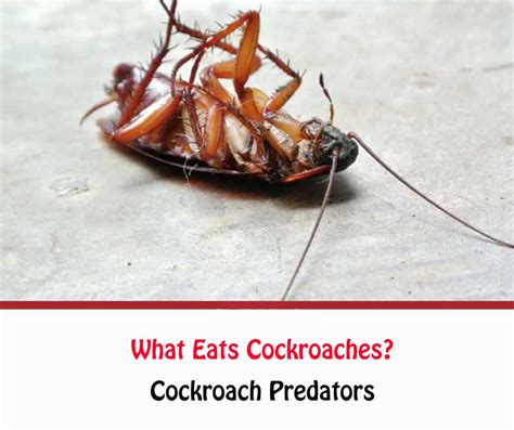 Cockroach Predators What Eats Cockroaches