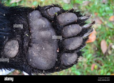 Black Bear Paw Stock Photo Alamy