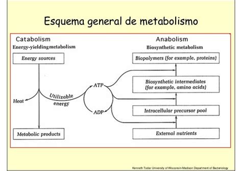 04 Metabolismo Mg 08 09