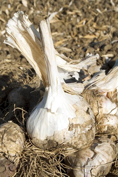 Harvested Garlic Stock Image C0073651 Science Photo Library