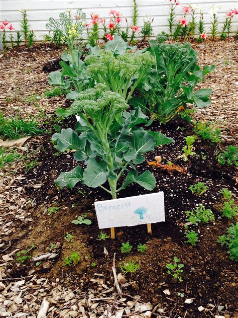 Try growing broccoli in an organic, rich soil and fertilize seedlings and young transplants to maintain steady growth. Edible Olympic: Growing Chefs, Farmers and Food - Thriving ...