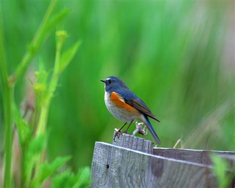 Bird Bird Bird Bird | Encyclopedia of World Photo