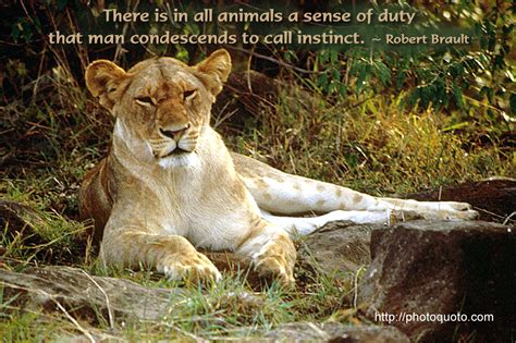 Maybe you would like to learn more about one of these? Lion And Lioness Quotes. QuotesGram