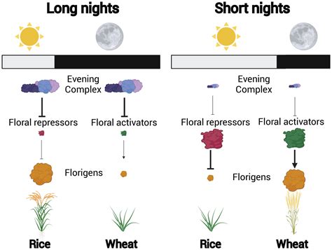 Plants Change Their Clocks To Flower At The Right Time Pnas