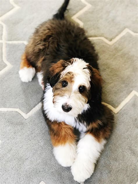 Find labradoodle in dogs & puppies for rehoming | 🐶 find dogs and puppies locally for sale or adoption in canada : 27 Best Of Labradoodle Puppies Ohio | Puppy Photos