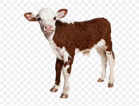 Calf Hereford Cattle Royalty Free Image Baby Farm Animals Png