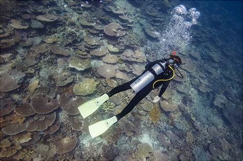 Scuba Diving Great Barrier Reef Scuba Diving Tours