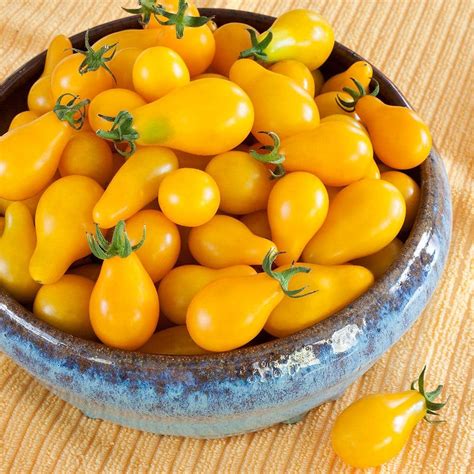 Bonnie Plants 19 Oz Yellow Pear Heirloom Cherry Tomato Plant 0238