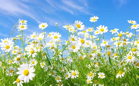 Meadow With Flowers Of Chamomile Blue Sky Hd Desktop Wallpaper