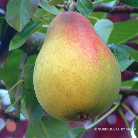 Pear Doyenne Du Comice 1yr Feathered Maiden Tree On Quince A