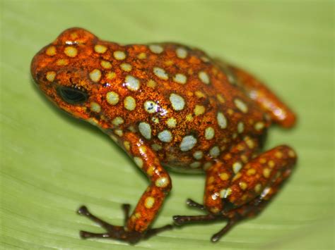 Harlequin Poison Dart Frog Reptipedia The Reptile And Amphibian Wiki