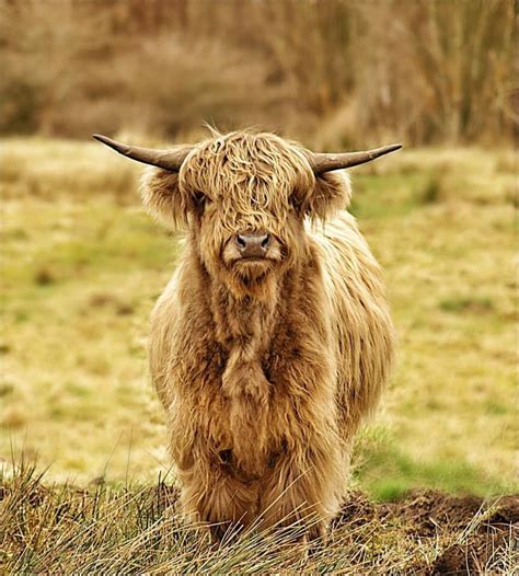 Pin On Scottish Animals Highland Cows