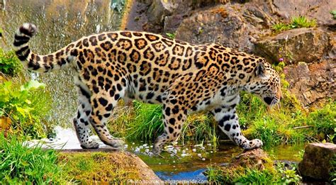 Interesting Facts About Jaguars Just Fun Facts