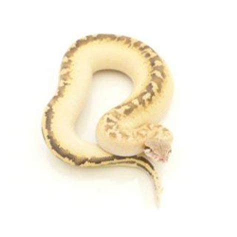 Ivory Blood Python For Sale From