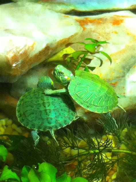 Baby Water Turtles Rocky And Baby Water Turtle Turtle Pets