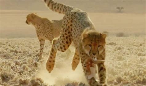Cheetahs Display Incredible Speed And Agility In