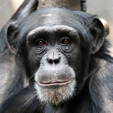 Chimpanzee Portrait — Stock Photo © Marclschauer 34639735