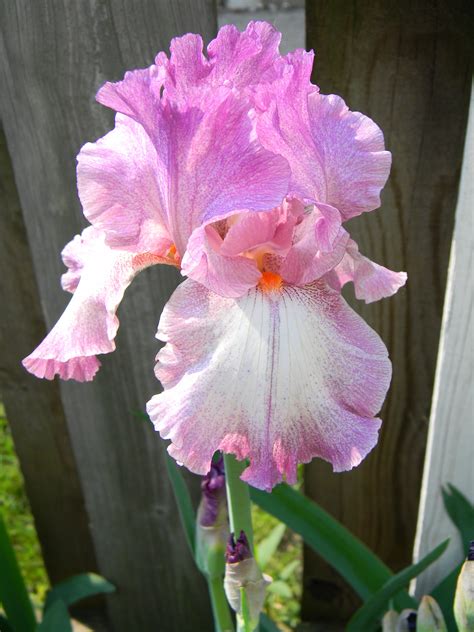 While called 'dutch iris', this iris never grew wild in the netherlands. " Always Afternoon" | Iris flowers, Iris garden, Flower ...
