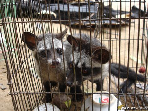 Maybe you would like to learn more about one of these? Help Save Civets from the Cruel Coffee Trade - GlobalGiving