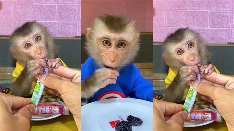 Funny Baby Monkey Asmr Cute Animal 🐵 Best Tiktok April 2023 Part 89