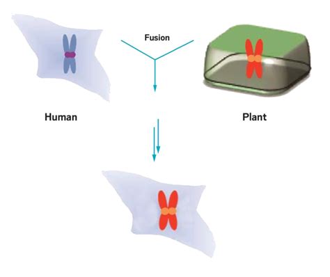 Creating Hybrid Plant And Human Cells Yields Evolutionary Insights