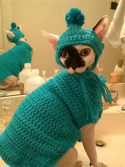 Lovely Sphynx Cat Hairless Cat In Sweaters Sphinx Cat