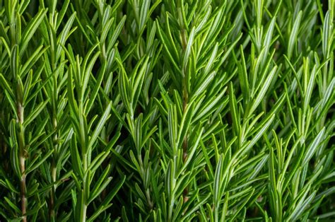 How To Plant Grow Use Rosemary Plants Garden Design