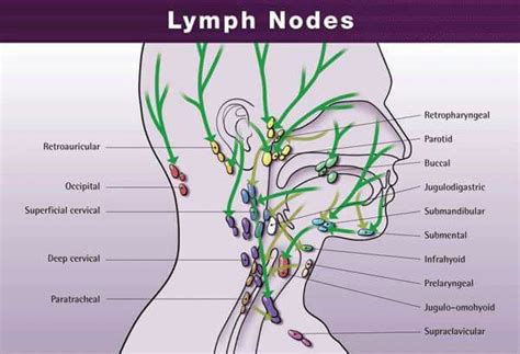 Lymph Nodes Drenaje Linfatico Manual Sistema Linfático Anatomía Médica