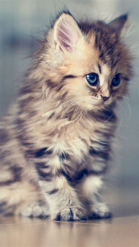 143 Best Kittens Images On Pinterest Adorable Animals