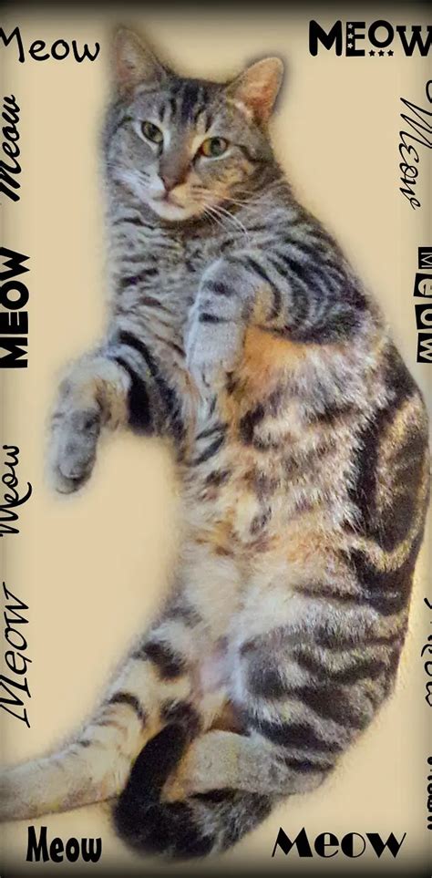 Meow Tabby Kitty Wallpaper By 1artfulangel Download On Zedge E910