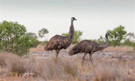 Emus Dromaius Novaehollandiae Photographs Plants And Other Pursuits