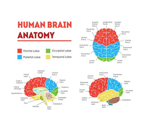 Parts Of The Brain Anatomy Structure And Functions