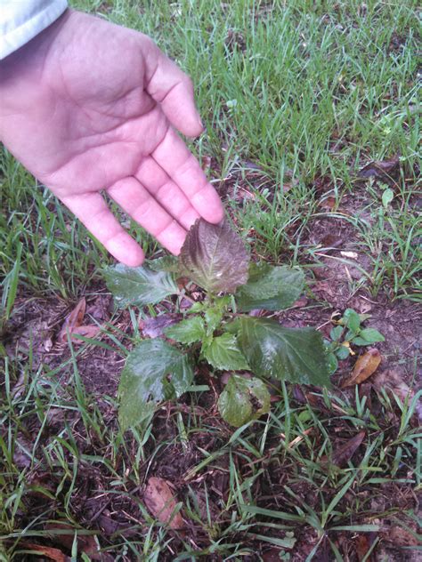 But cactuses are ubiquitous in some parts of the desert, not to mention their popularity as houseplants. Spring is a Good Time to Scout Pastures for Toxic Weeds ...