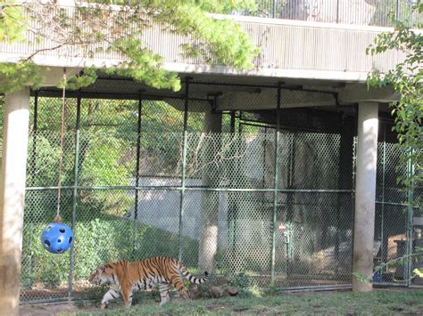 Saint Louis Zoo 2010 Part Of Amur Tiger Exhibit In Big Cat Country