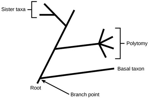 Phylogenetic Trees Biology For Majors Ii