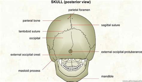 Occipital Bone Lump