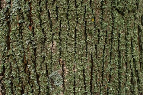 Pattern Of Lichen Moss Fungus On A Tree Bark Stock Photo Image Of